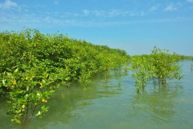 Cox 's Bazar, Bangladeş' teki Bakkhali Nehri boyunca uzanan Mangrove bitki örtüsü, tropikal bir kıyı ekosistemindeki gelgit sırasında sakin gelgit sularını gösteriyor..