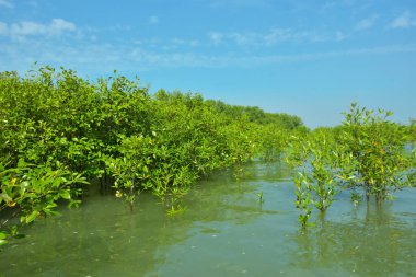 Cox 's Bazar, Bangladeş' teki Bakkhali Nehri boyunca uzanan Mangrove bitki örtüsü, tropikal bir kıyı ekosistemindeki gelgit sırasında sakin gelgit sularını gösteriyor..