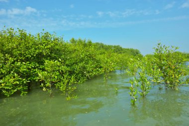 Cox 's Bazar, Bangladeş' teki Bakkhali Nehri boyunca uzanan Mangrove bitki örtüsü, tropikal bir kıyı ekosistemindeki gelgit sırasında sakin gelgit sularını gösteriyor..