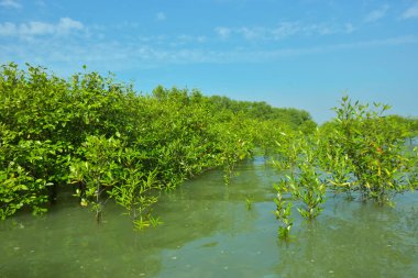 Cox 's Bazar, Bangladeş' teki Bakkhali Nehri boyunca uzanan Mangrove bitki örtüsü, tropikal bir kıyı ekosistemindeki gelgit sırasında sakin gelgit sularını gösteriyor..