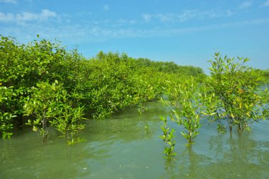 Cox 's Bazar, Bangladeş' teki Bakkhali Nehri boyunca uzanan Mangrove bitki örtüsü, tropikal bir kıyı ekosistemindeki gelgit sırasında sakin gelgit sularını gösteriyor..