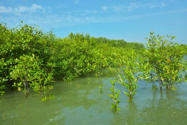 Cox 's Bazar, Bangladeş' teki Bakkhali Nehri boyunca uzanan Mangrove bitki örtüsü, tropikal bir kıyı ekosistemindeki gelgit sırasında sakin gelgit sularını gösteriyor..