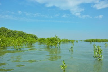 Cox 's Bazar, Bangladeş' teki Bakkhali Nehri 'ndeki gelgit mangrov ormanı. Sakin, tuzlu su, korunmasız kökler, altın ışık ve zengin kıyı biyolojik çeşitliliği içeren genç mangrovlar..