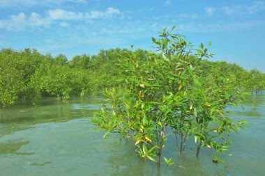 Cox 's Bazar, Bangladeş' teki Bakkhali Nehri 'ndeki gelgit mangrov ormanı. Sakin, tuzlu su, korunmasız kökler, altın ışık ve zengin kıyı biyolojik çeşitliliği içeren genç mangrovlar..