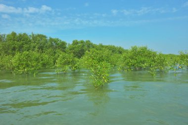 Cox 's Bazar, Bangladeş' teki Bakkhali Nehri 'ndeki gelgit mangrov ormanı. Sakin, tuzlu su, korunmasız kökler, altın ışık ve zengin kıyı biyolojik çeşitliliği içeren genç mangrovlar..