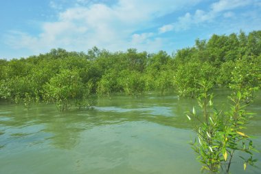Cox 's Bazar, Bangladeş' teki Bakkhali Nehri 'ndeki gelgit mangrov ormanı. Sakin, tuzlu su, korunmasız kökler, altın ışık ve zengin kıyı biyolojik çeşitliliği içeren genç mangrovlar..