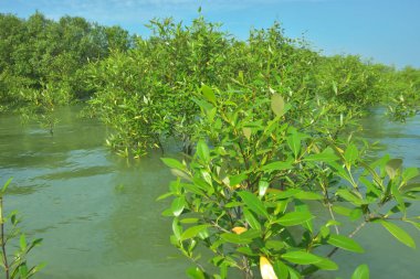 Cox 's Bazar, Bangladeş' teki Bakkhali Nehri 'ndeki gelgit mangrov ormanı. Sakin, tuzlu su, korunmasız kökler, altın ışık ve zengin kıyı biyolojik çeşitliliği içeren genç mangrovlar..