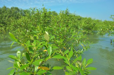 Cox 's Bazar, Bangladeş' teki Bakkhali Nehri 'ndeki gelgit mangrov ormanı. Sakin, tuzlu su, korunmasız kökler, altın ışık ve zengin kıyı biyolojik çeşitliliği içeren genç mangrovlar..