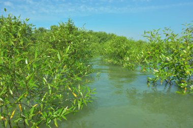 Cox 's Bazar, Bangladeş' teki Bakkhali Nehri 'ndeki gelgit mangrov ormanı. Sakin, tuzlu su, korunmasız kökler, altın ışık ve zengin kıyı biyolojik çeşitliliği içeren genç mangrovlar..