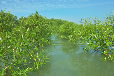 Cox 's Bazar, Bangladeş' teki Bakkhali Nehri 'ndeki gelgit mangrov ormanı. Sakin, tuzlu su, korunmasız kökler, altın ışık ve zengin kıyı biyolojik çeşitliliği içeren genç mangrovlar..