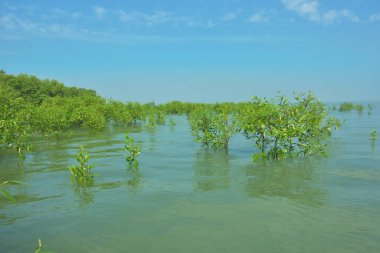 Cox 's Bazar, Bangladeş' teki Bakkhali Nehri 'ndeki gelgit mangrov ormanı. Sakin, tuzlu su, korunmasız kökler, altın ışık ve zengin kıyı biyolojik çeşitliliği içeren genç mangrovlar..