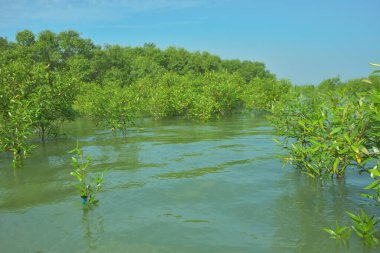 Cox 's Bazar, Bangladeş' teki Bakkhali Nehri 'ndeki gelgit mangrov ormanı. Sakin, tuzlu su, korunmasız kökler, altın ışık ve zengin kıyı biyolojik çeşitliliği içeren genç mangrovlar..