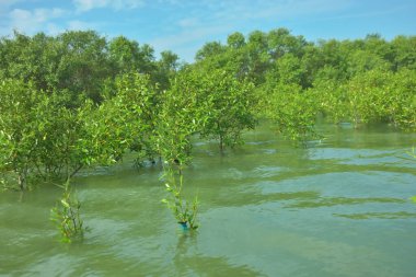 Cox 's Bazar, Bangladeş' teki Bakkhali Nehri 'ndeki gelgit mangrov ormanı. Sakin, tuzlu su, korunmasız kökler, altın ışık ve zengin kıyı biyolojik çeşitliliği içeren genç mangrovlar..