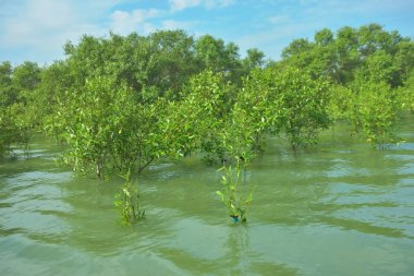 Cox 's Bazar, Bangladeş' teki Bakkhali Nehri 'ndeki gelgit mangrov ormanı. Sakin, tuzlu su, korunmasız kökler, altın ışık ve zengin kıyı biyolojik çeşitliliği içeren genç mangrovlar..