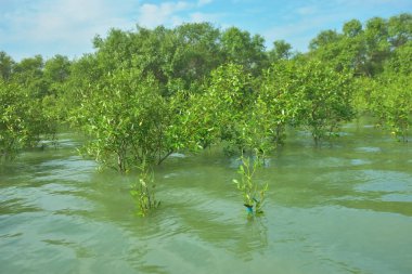 Cox 's Bazar, Bangladeş' teki Bakkhali Nehri 'ndeki gelgit mangrov ormanı. Sakin, tuzlu su, korunmasız kökler, altın ışık ve zengin kıyı biyolojik çeşitliliği içeren genç mangrovlar..