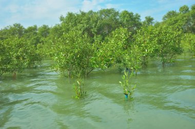 Cox 's Bazar, Bangladeş' teki Bakkhali Nehri 'ndeki gelgit mangrov ormanı. Sakin, tuzlu su, korunmasız kökler, altın ışık ve zengin kıyı biyolojik çeşitliliği içeren genç mangrovlar..