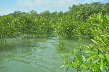 Bangladeş 'in tropikal bir kıyısı boyunca sığ sularda yetişen genç mangrov ağaçları, kıyı suları ekolojisi, doğal yenilenme ve estuarin biyolojik çeşitliliği göstermektedir..