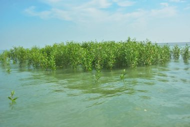 Bangladeş 'in tropikal bir kıyısı boyunca sığ sularda yetişen genç mangrov ağaçları, kıyı suları ekolojisi, doğal yenilenme ve estuarin biyolojik çeşitliliği göstermektedir..