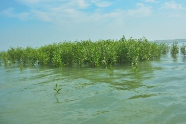 Bangladeş 'in tropikal bir kıyısı boyunca sığ sularda yetişen genç mangrov ağaçları, kıyı suları ekolojisi, doğal yenilenme ve estuarin biyolojik çeşitliliği göstermektedir..