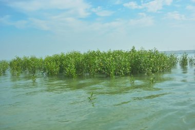 Bangladeş 'in tropikal bir kıyısı boyunca sığ sularda yetişen genç mangrov ağaçları, kıyı suları ekolojisi, doğal yenilenme ve estuarin biyolojik çeşitliliği göstermektedir..