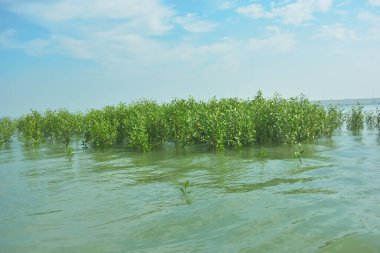 Bangladeş 'in tropikal bir kıyısı boyunca sığ sularda yetişen genç mangrov ağaçları, kıyı suları ekolojisi, doğal yenilenme ve estuarin biyolojik çeşitliliği göstermektedir..