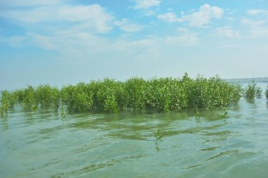 Bangladeş 'in tropikal bir kıyısı boyunca sığ sularda yetişen genç mangrov ağaçları, kıyı suları ekolojisi, doğal yenilenme ve estuarin biyolojik çeşitliliği göstermektedir..