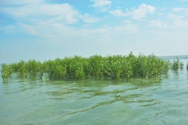 Bangladeş 'in tropikal bir kıyısı boyunca sığ sularda yetişen genç mangrov ağaçları, kıyı suları ekolojisi, doğal yenilenme ve estuarin biyolojik çeşitliliği göstermektedir..