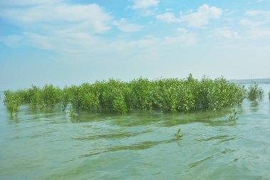 Bangladeş 'in tropikal bir kıyısı boyunca sığ sularda yetişen genç mangrov ağaçları, kıyı suları ekolojisi, doğal yenilenme ve estuarin biyolojik çeşitliliği göstermektedir..