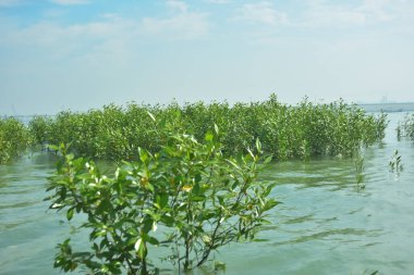 Bangladeş 'in tropikal bir kıyısı boyunca sığ sularda yetişen genç mangrov ağaçları, kıyı suları ekolojisi, doğal yenilenme ve estuarin biyolojik çeşitliliği göstermektedir..
