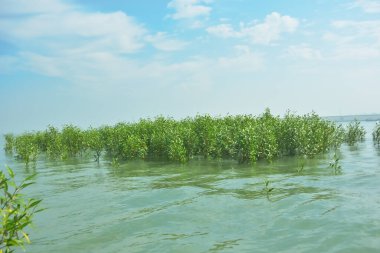 Bangladeş 'in tropikal bir kıyısı boyunca sığ sularda yetişen genç mangrov ağaçları, kıyı suları ekolojisi, doğal yenilenme ve estuarin biyolojik çeşitliliği göstermektedir..