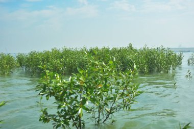 Bangladeş 'in tropikal bir kıyısı boyunca sığ sularda yetişen genç mangrov ağaçları, kıyı suları ekolojisi, doğal yenilenme ve estuarin biyolojik çeşitliliği göstermektedir..