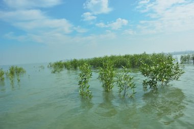 Bangladeş 'in tropikal bir kıyısı boyunca sığ sularda yetişen genç mangrov ağaçları, kıyı suları ekolojisi, doğal yenilenme ve estuarin biyolojik çeşitliliği göstermektedir..