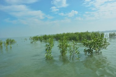 Bangladeş 'in tropikal bir kıyısı boyunca sığ sularda yetişen genç mangrov ağaçları, kıyı suları ekolojisi, doğal yenilenme ve estuarin biyolojik çeşitliliği göstermektedir..