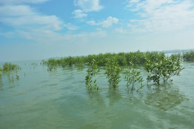 Bangladeş 'in tropikal bir kıyısı boyunca sığ sularda yetişen genç mangrov ağaçları, kıyı suları ekolojisi, doğal yenilenme ve estuarin biyolojik çeşitliliği göstermektedir..