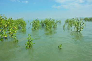 Bangladeş 'in tropikal bir kıyısı boyunca sığ sularda yetişen genç mangrov ağaçları, kıyı suları ekolojisi, doğal yenilenme ve estuarin biyolojik çeşitliliği göstermektedir..
