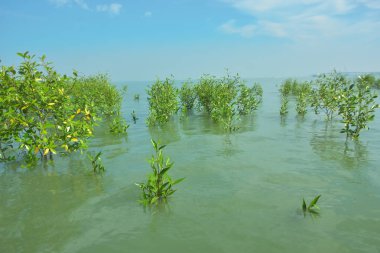 Bangladeş 'in tropikal bir kıyısı boyunca sığ sularda yetişen genç mangrov ağaçları, kıyı suları ekolojisi, doğal yenilenme ve estuarin biyolojik çeşitliliği göstermektedir..