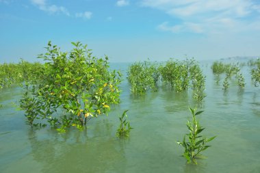 Bangladeş 'in tropikal bir kıyısı boyunca sığ sularda yetişen genç mangrov ağaçları, kıyı suları ekolojisi, doğal yenilenme ve estuarin biyolojik çeşitliliği göstermektedir..