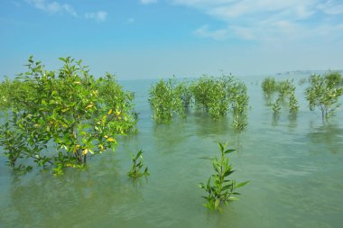 Bangladeş 'in tropikal bir kıyısı boyunca sığ sularda yetişen genç mangrov ağaçları, kıyı suları ekolojisi, doğal yenilenme ve estuarin biyolojik çeşitliliği göstermektedir..