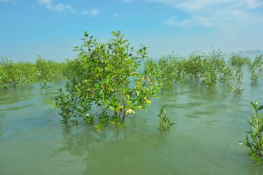 Genç Mangrove Ağaçları Tropikal Kıyı Bataklıklarında Sığ Gelgit Suyunda Büyüyorlar