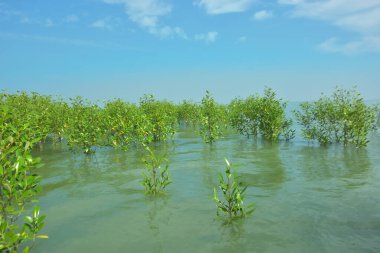 Genç Mangrove Ağaçları Tropikal Kıyı Bataklıklarında Sığ Gelgit Suyunda Büyüyorlar