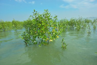 Genç Mangrove Ağaçları Tropikal Kıyı Bataklıklarında Sığ Gelgit Suyunda Büyüyorlar