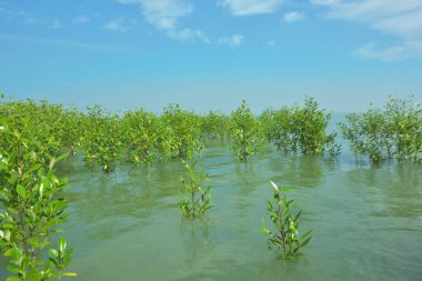 Genç Mangrove Ağaçları Tropikal Kıyı Bataklıklarında Sığ Gelgit Suyunda Büyüyorlar