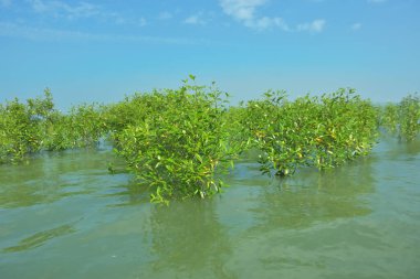 Genç Mangrove Ağaçları Tropikal Kıyı Bataklıklarında Sığ Gelgit Suyunda Büyüyorlar