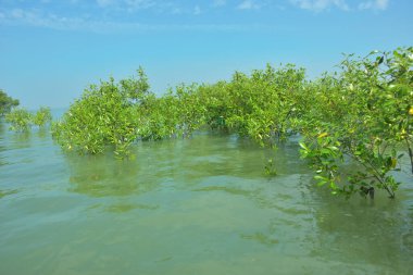 Genç Mangrove Ağaçları Tropikal Kıyı Bataklıklarında Sığ Gelgit Suyunda Büyüyorlar