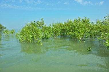 Genç Mangrove Ağaçları Tropikal Kıyı Bataklıklarında Sığ Gelgit Suyunda Büyüyorlar