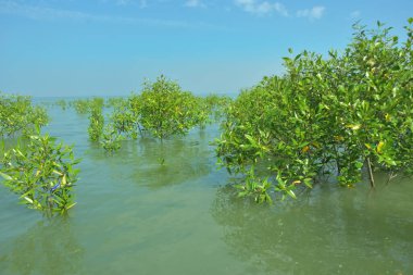 Genç Mangrove Ağaçları Tropikal Kıyı Bataklıklarında Sığ Gelgit Suyunda Büyüyorlar
