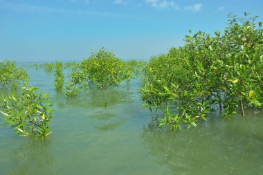 Genç Mangrove Ağaçları Tropikal Kıyı Bataklıklarında Sığ Gelgit Suyunda Büyüyorlar