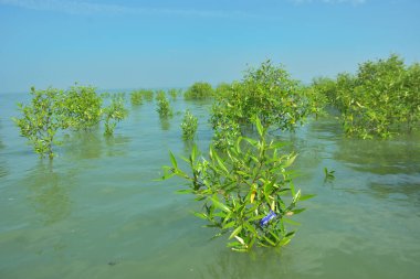 Genç Mangrove Ağaçları Tropikal Kıyı Bataklıklarında Sığ Gelgit Suyunda Büyüyorlar