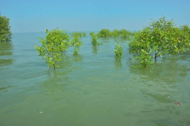 Genç Mangrove Ağaçları Tropikal Kıyı Bataklıklarında Sığ Gelgit Suyunda Büyüyorlar
