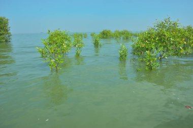 Genç Mangrove Ağaçları Tropikal Kıyı Bataklıklarında Sığ Gelgit Suyunda Büyüyorlar